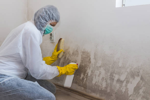 Professional Mold Removal in Pacific, MO