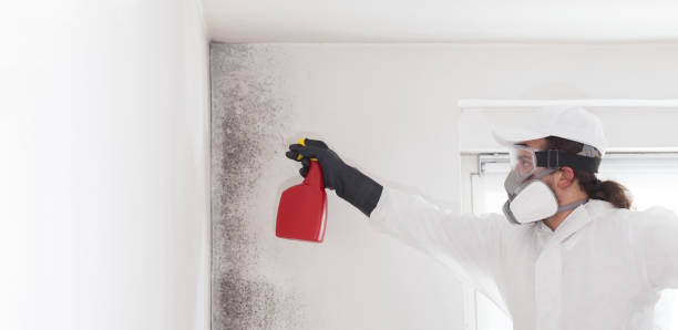 Best Mold Testing  in Pacific, MO